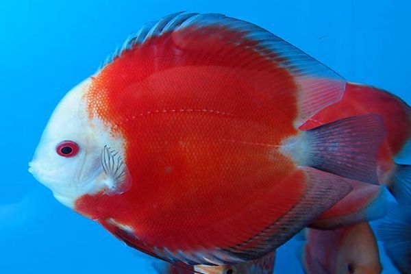 DISCUS.am