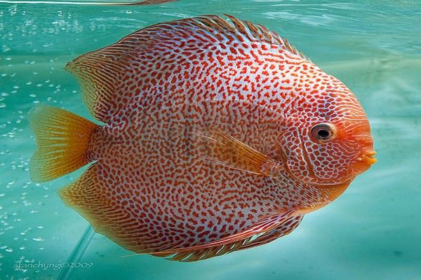 DISCUS.am
